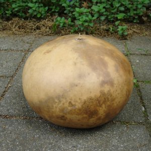 Gourd