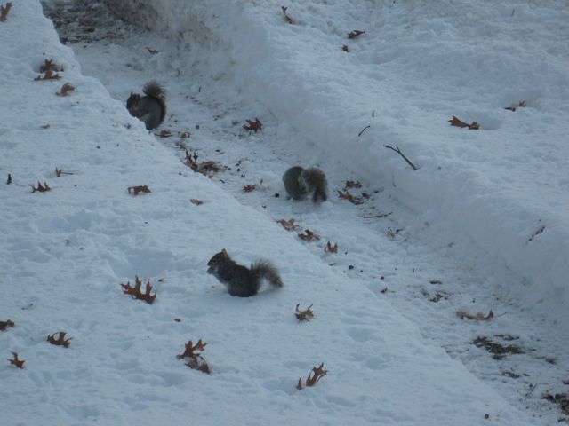 More Squirrels