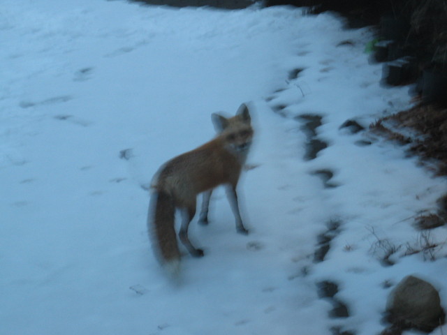 Fox