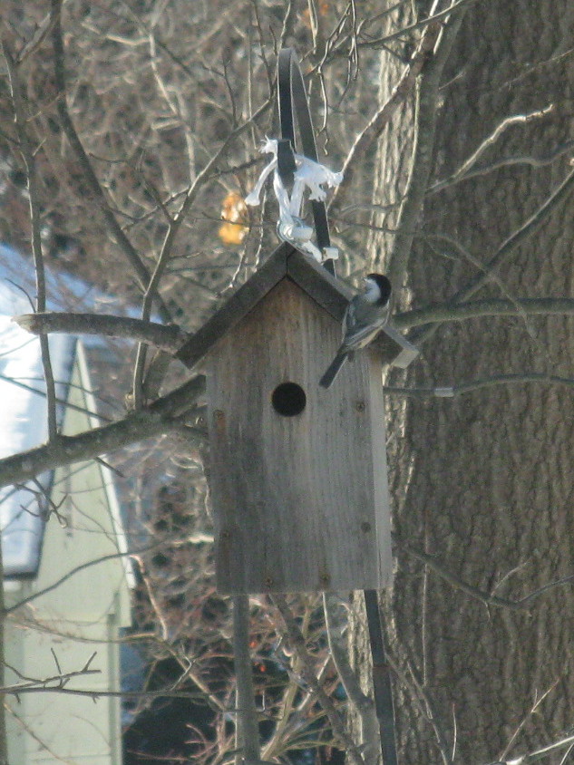 Chickadee