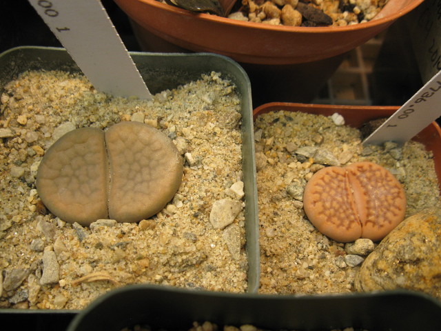 More Lithops