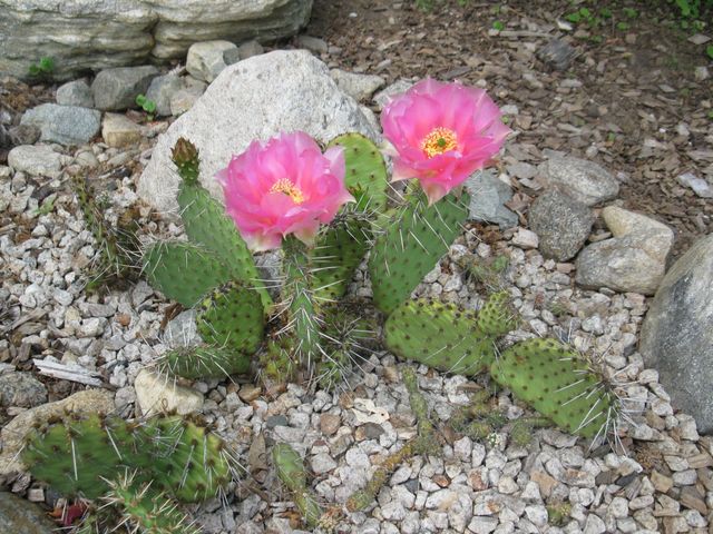 Prickly Pear