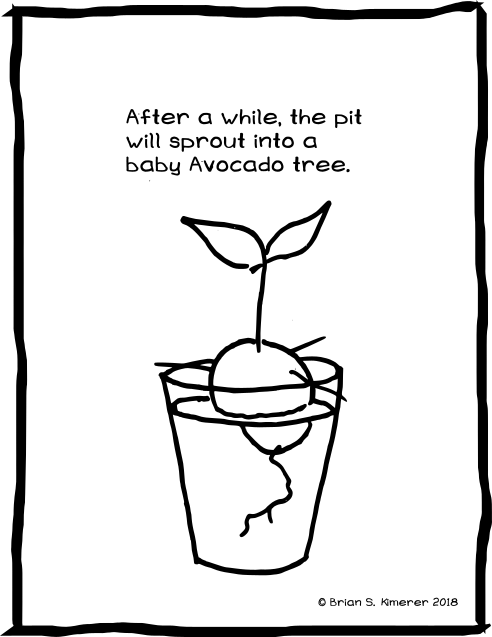 Baby Avocado Tree