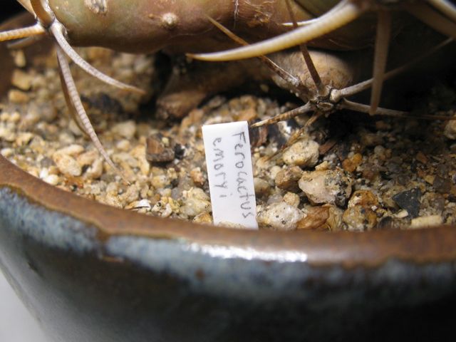 Ferocactus Emoryi