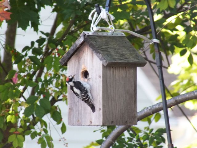 Woodpecker