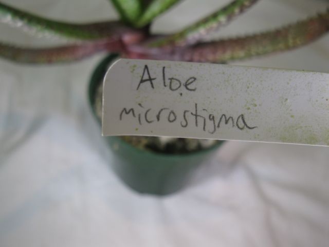 Aloe Microstigma