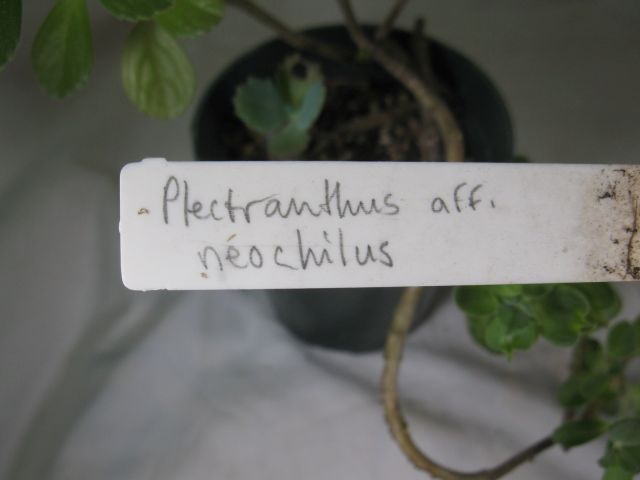 Plectranthus Africanus