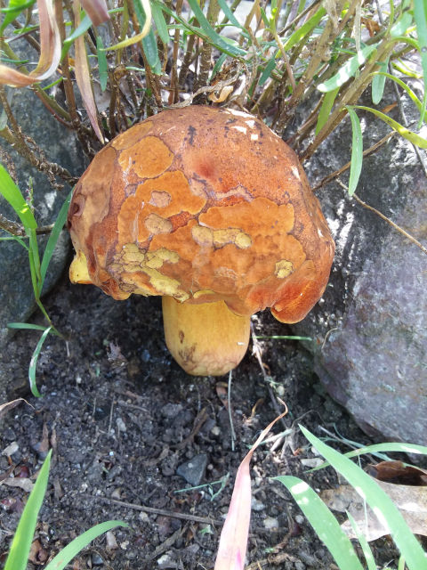 Close up of shroom