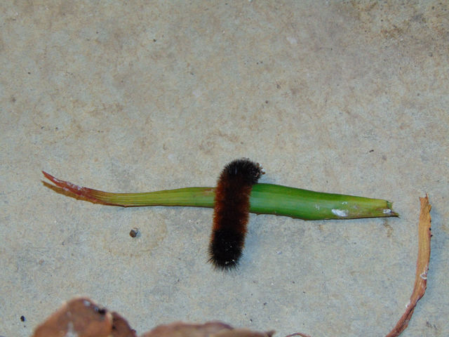 Woolly Bear