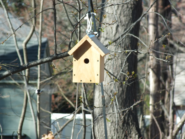 Chickadee coming out