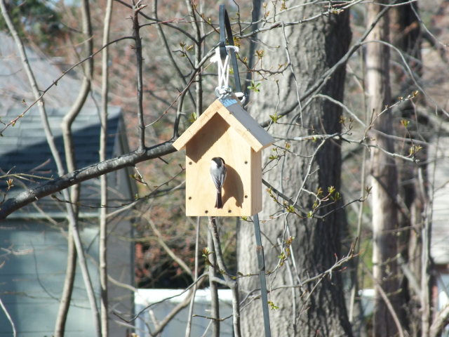 Chickadee going in