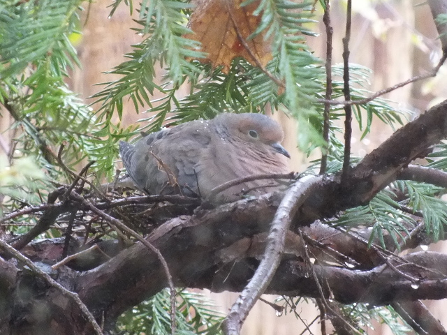 Male Dove