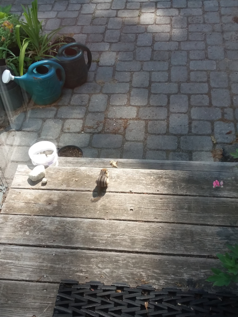 Chipmunk on step