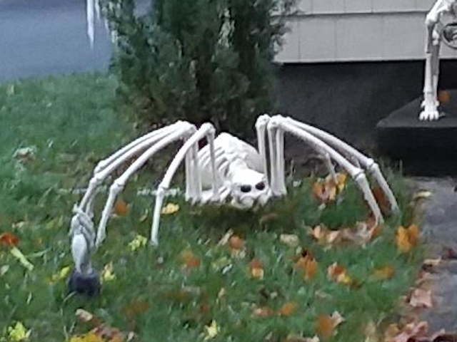 Spider skeleton