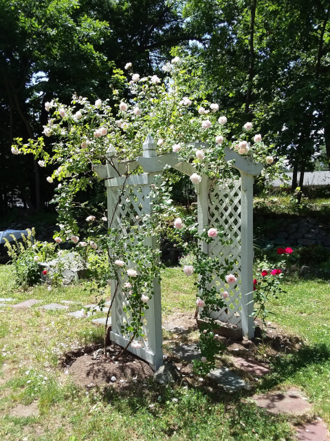 Arbor covered in roses