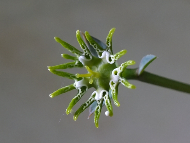 Strange flower