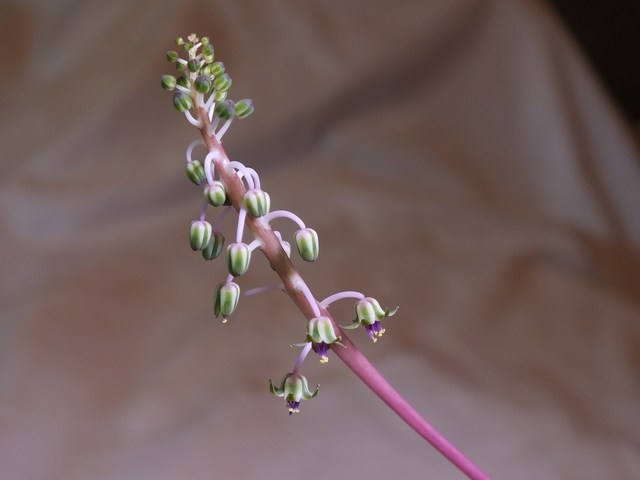 Closeup of the flowers