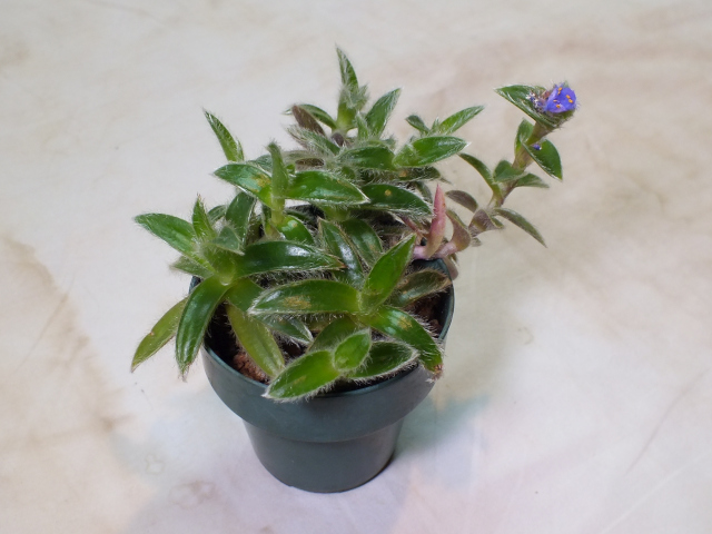 Tradescantia Plant