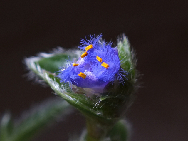 Blue Flower