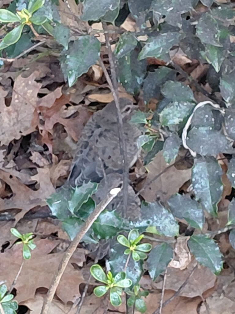 Two baby birds and the mother in the leaves.